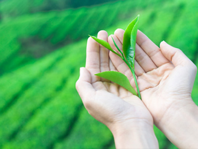 Tắm trắng bằng thảo dược, bạn thử chưa?