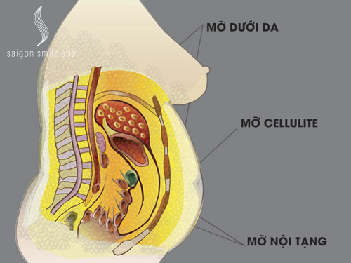 Hội thảo giảm béo Việt Nam – Nhật Bản. Phát hiện mới về mỡ không tan
