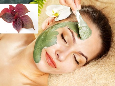 [Review] Tiết lộ 5 cách trị nám bằng tía tô đơn giản mà hiệu quả